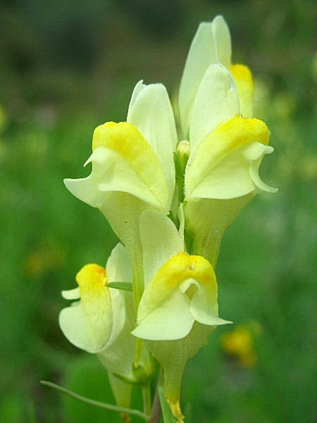 Linaria vulgaris / Linajola comune